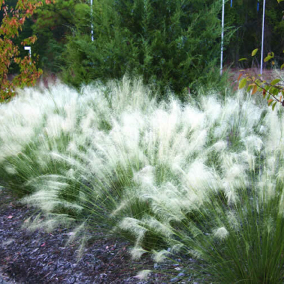 White Cloud Muhly Grass