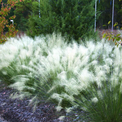 White Cloud Muhly Grass