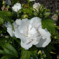 Jeanne de Arc Double White Althea Hibiscus Bloom Close Up