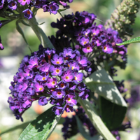 Black Knight' Butterfly Bush