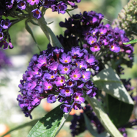 Ellen’s Blue Butterfly Bush in nursery pot ready for planting