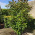 Magnolia Kay Parris foliage close-up showing rich green color