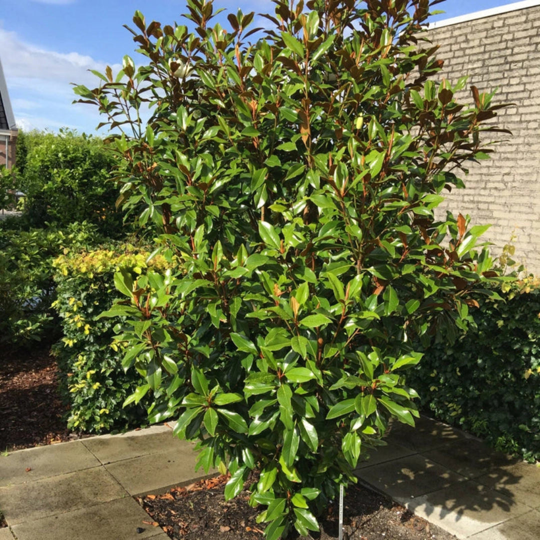 Kay Parris Magnolia tree with glossy green leaves