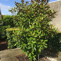Kay Parris Magnolia tree with glossy green leaves