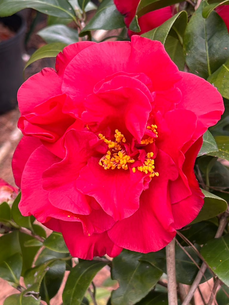 Camellia Dr J.C. Raulston