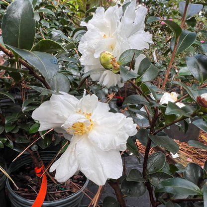 Mine-No-Yuki Camellia-Elegant Snow
