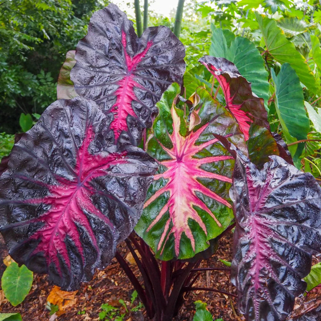 Colocasia ‘Redemption’ | Redemption Elephant Ear