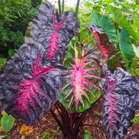 Colocasia ‘Redemption’ | Redemption Elephant Ear