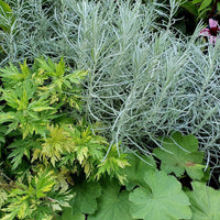 Curry Herb Plant
