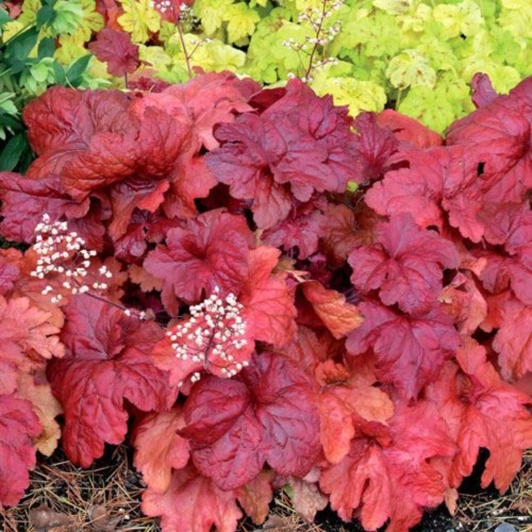 Heuchera &