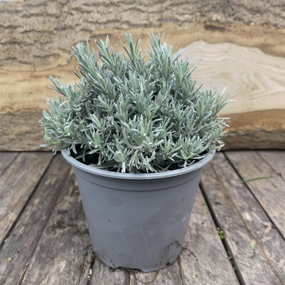 Curry Herb Plant