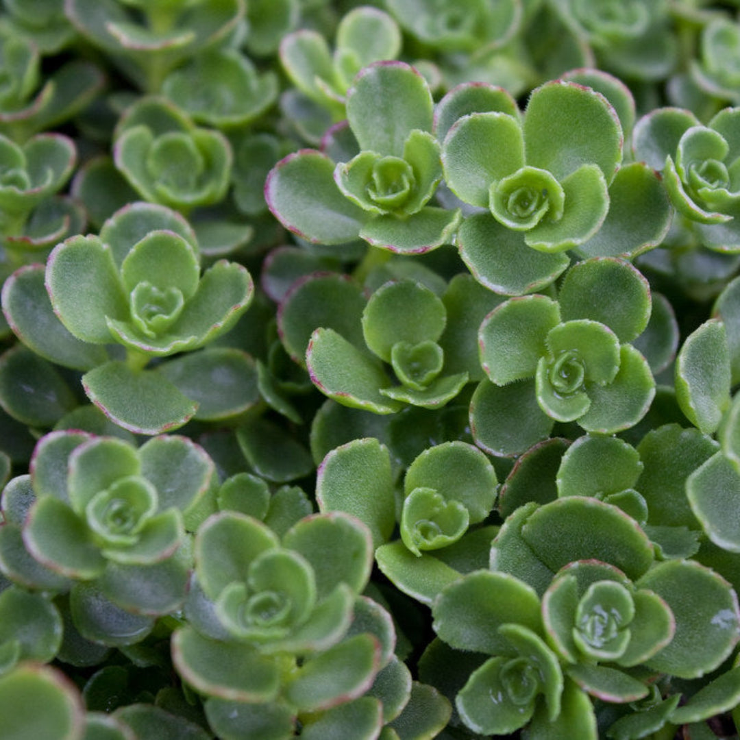 Sedum spurium &