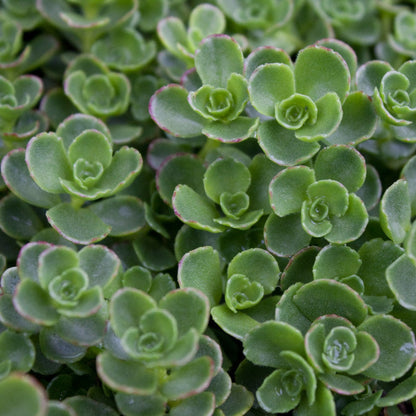 Sedum Spurium &