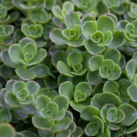 Sedum Spurium 'John Creech' - [EG]
