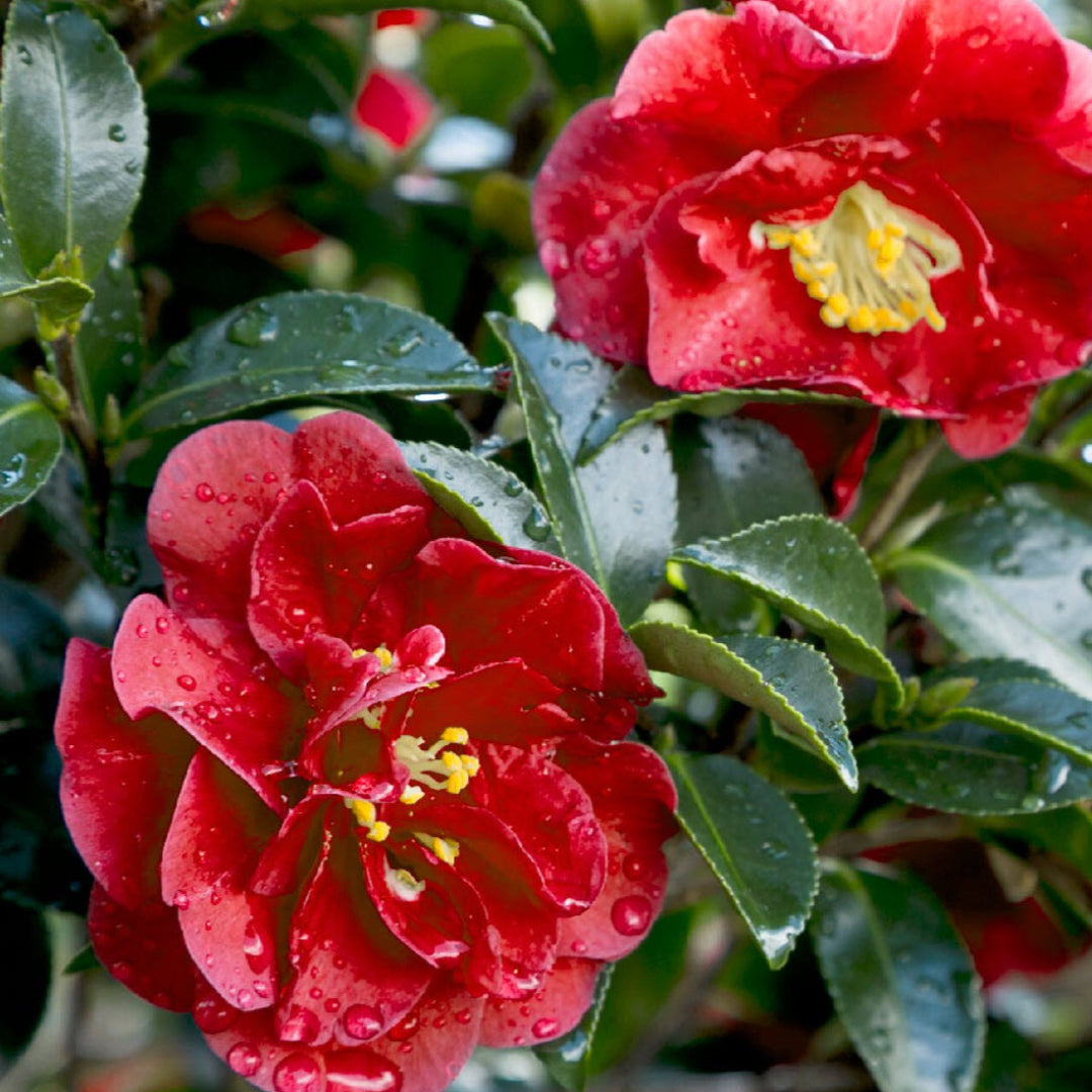 October Magic Ruby Camellia