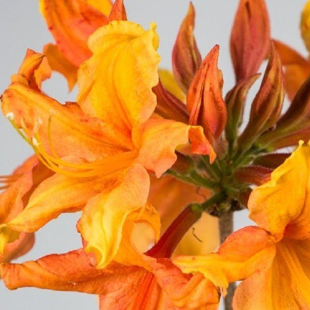 Sunbow Solar Ray Azalea