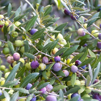 Healthy Arbequina olive plant with compact leaves and upright young stems