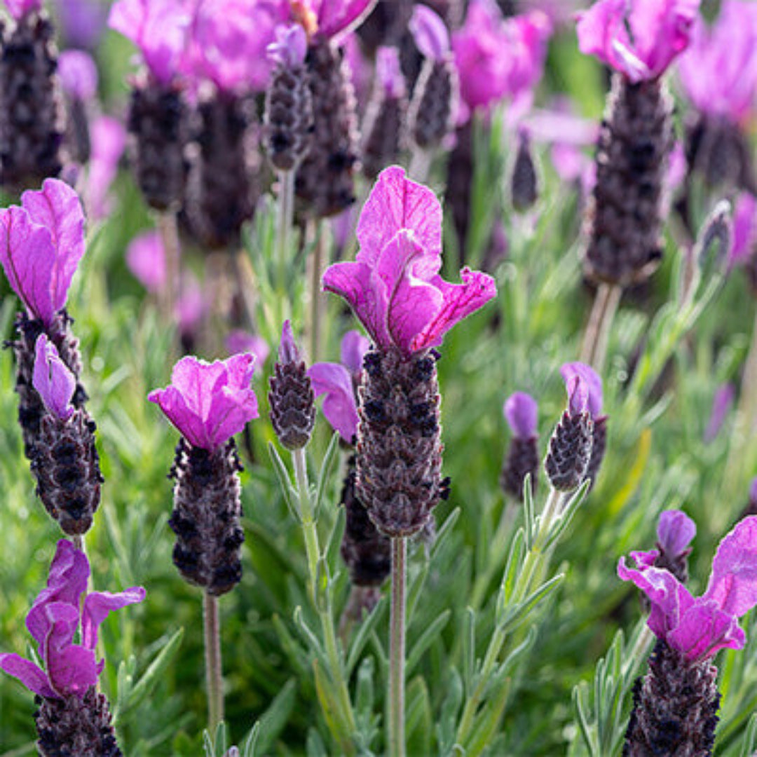 Lavandula &