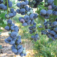 Reka Blueberry Plant Showing Foliage and Growth