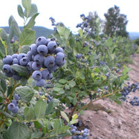 Reka Blueberry Shrub with Green Leaves - Outdoor View