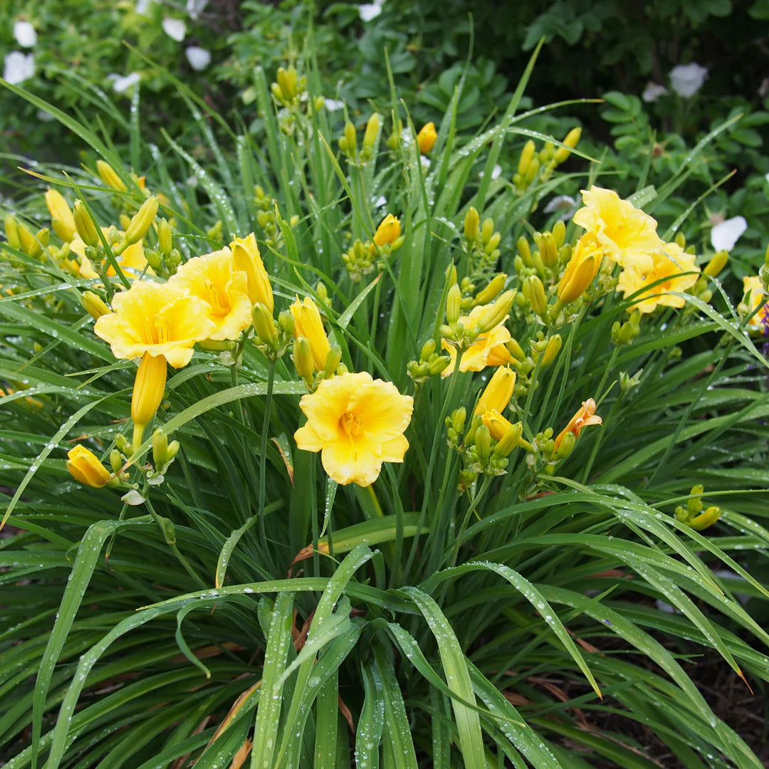 Yellow Daylily Stella Bella