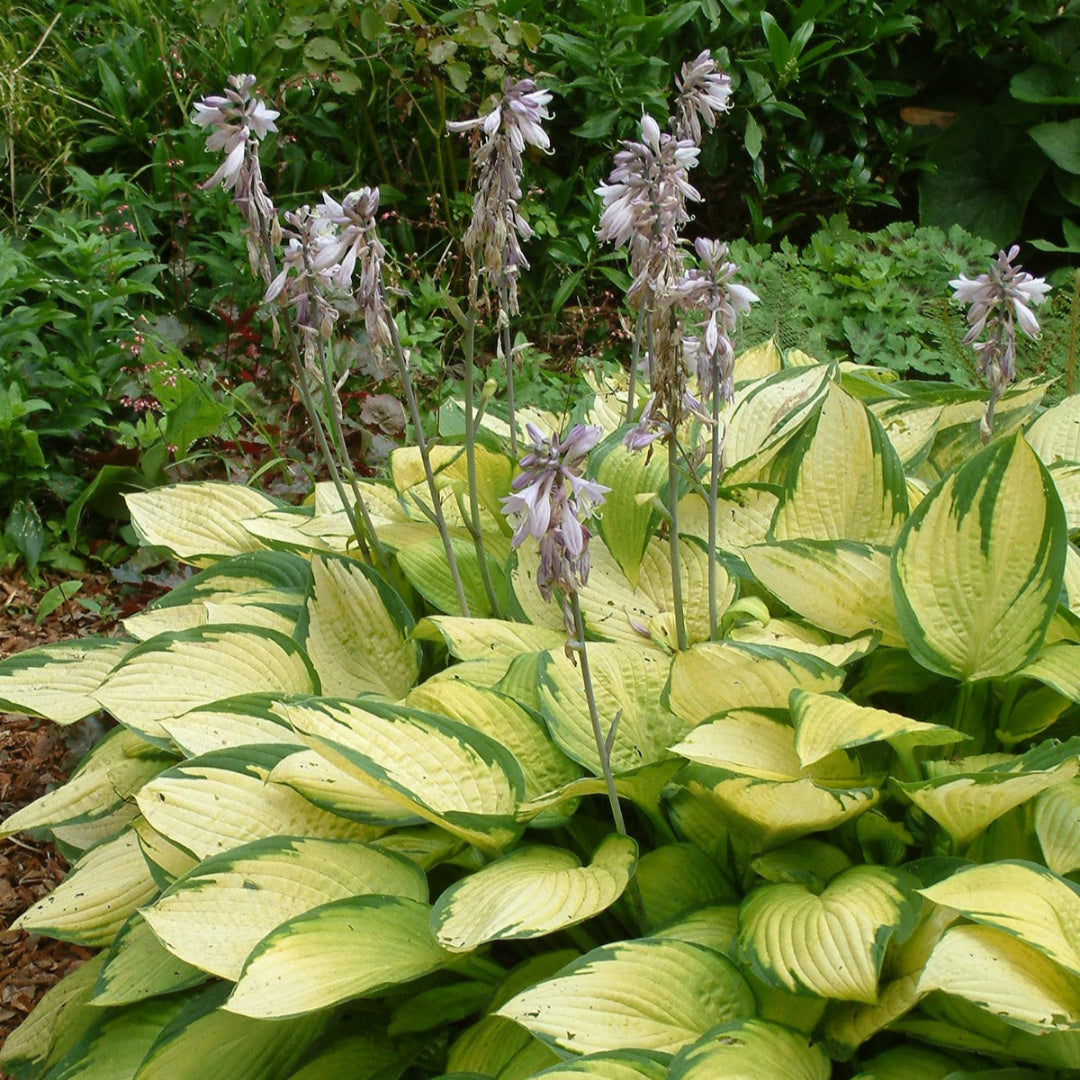 Hosta &