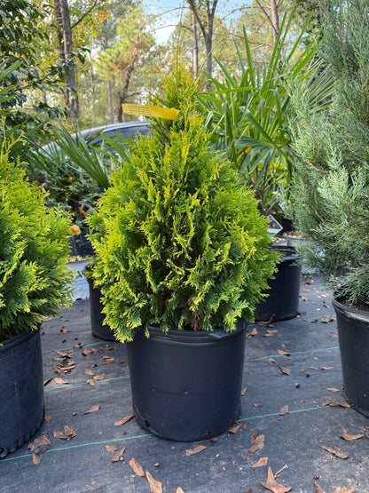 George Peabody Arborvitae