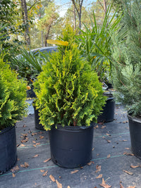 George Peabody Arborvitae