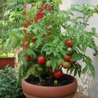 Better Bush Tomato