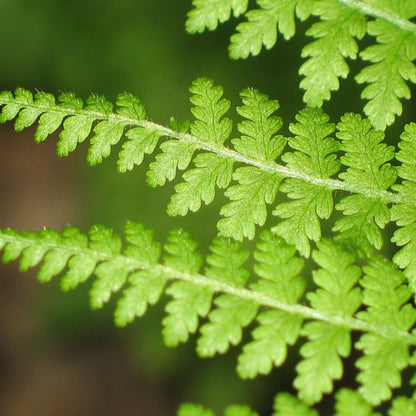 Dennstaedtia Punctilobula Hay Scented Fern