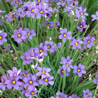 Sisyrinchium angustifolium 'Lucerne' Blue Eyed - [EG]