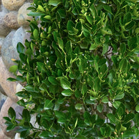 Manhattan Euonymus