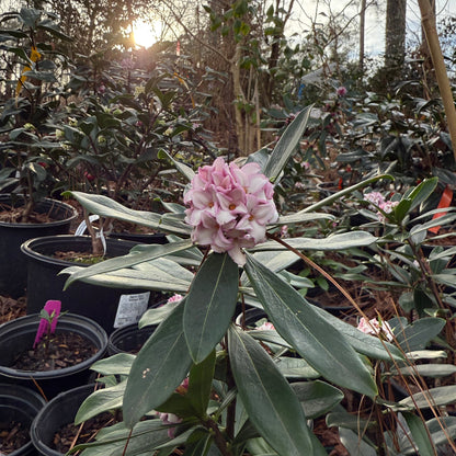 Daphne Odora Pink flowering shrub top view