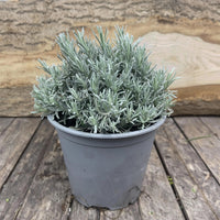 Curry Herb Plant