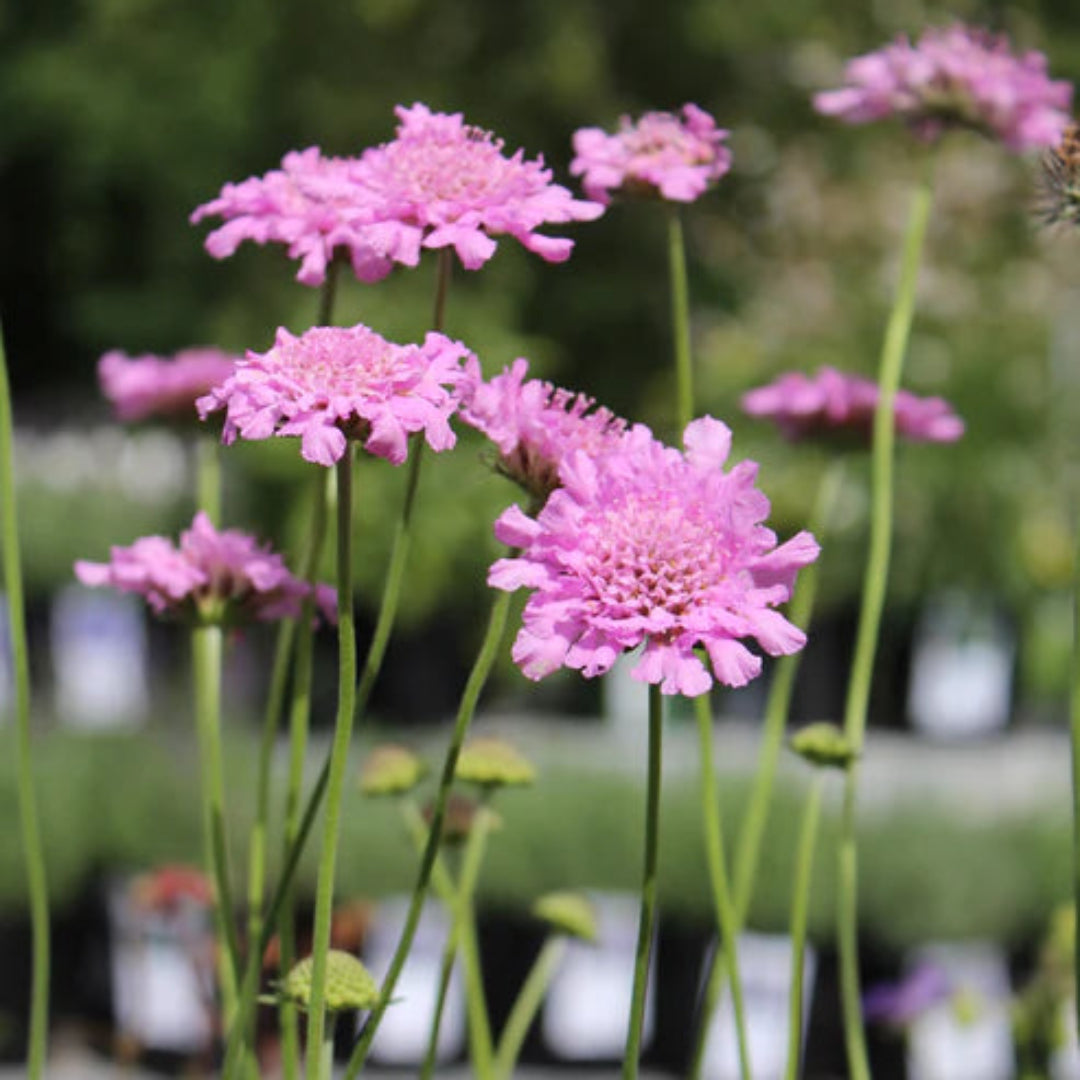 Scabiosa columbaria &