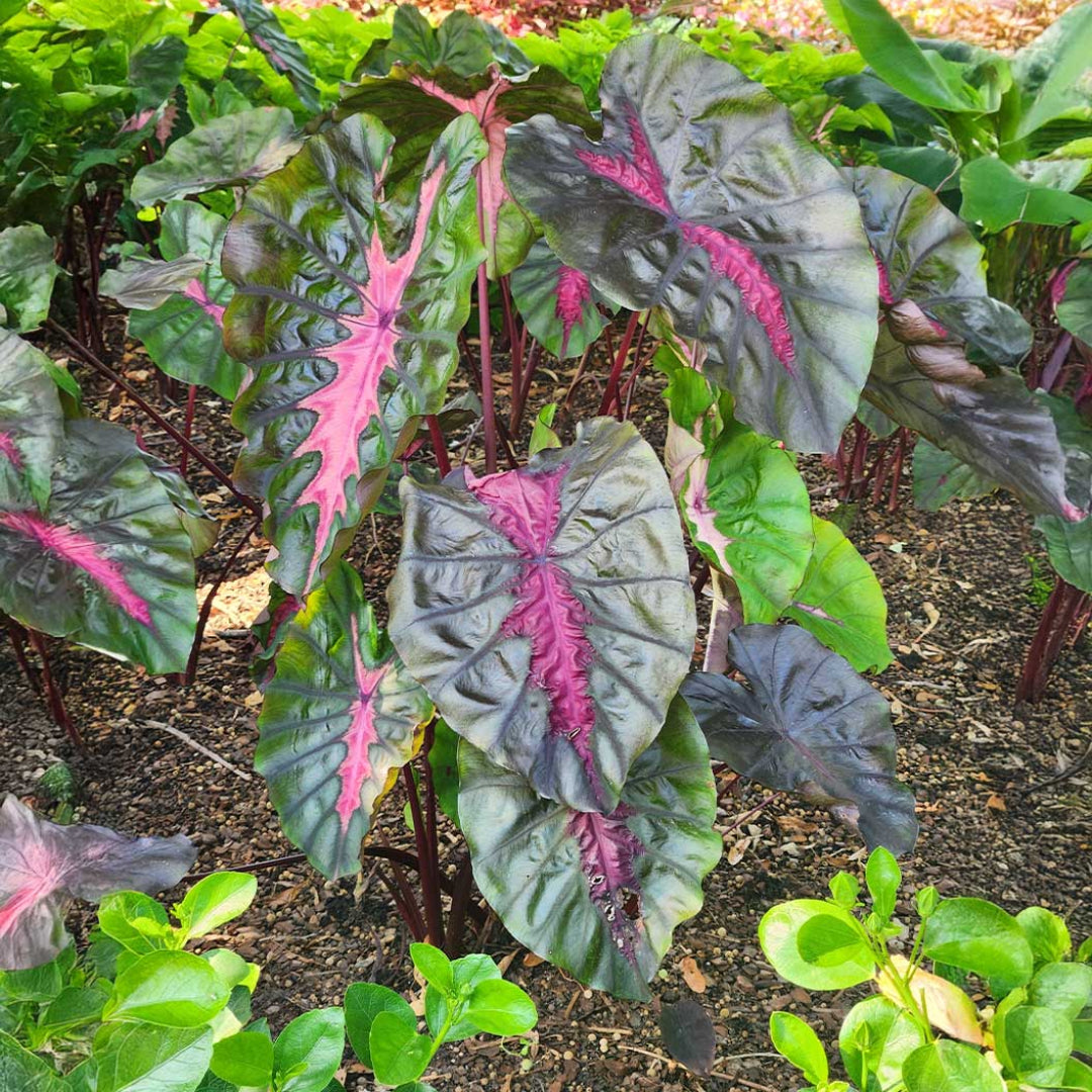 Colocasia ‘Redemption’ | Redemption Elephant Ear