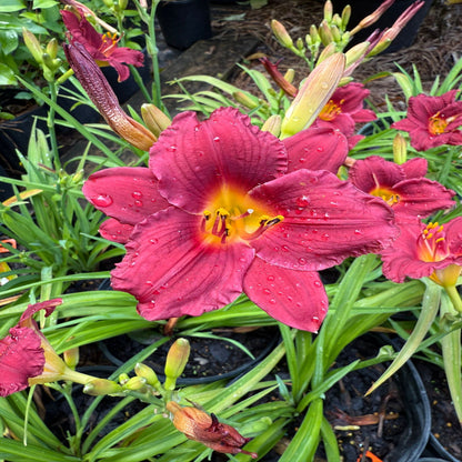 Hemerocallis Little Business Daylily