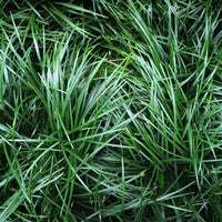 Dwarf Mondo Grass growing in landscape
