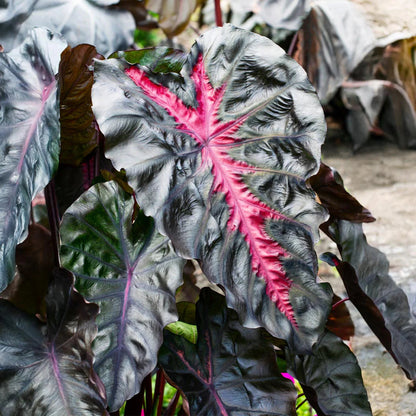 Colocasia ‘Redemption’ | Redemption Elephant Ear
