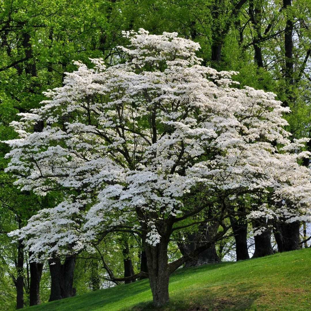 Fully grown White Dogwood Tree with open petals