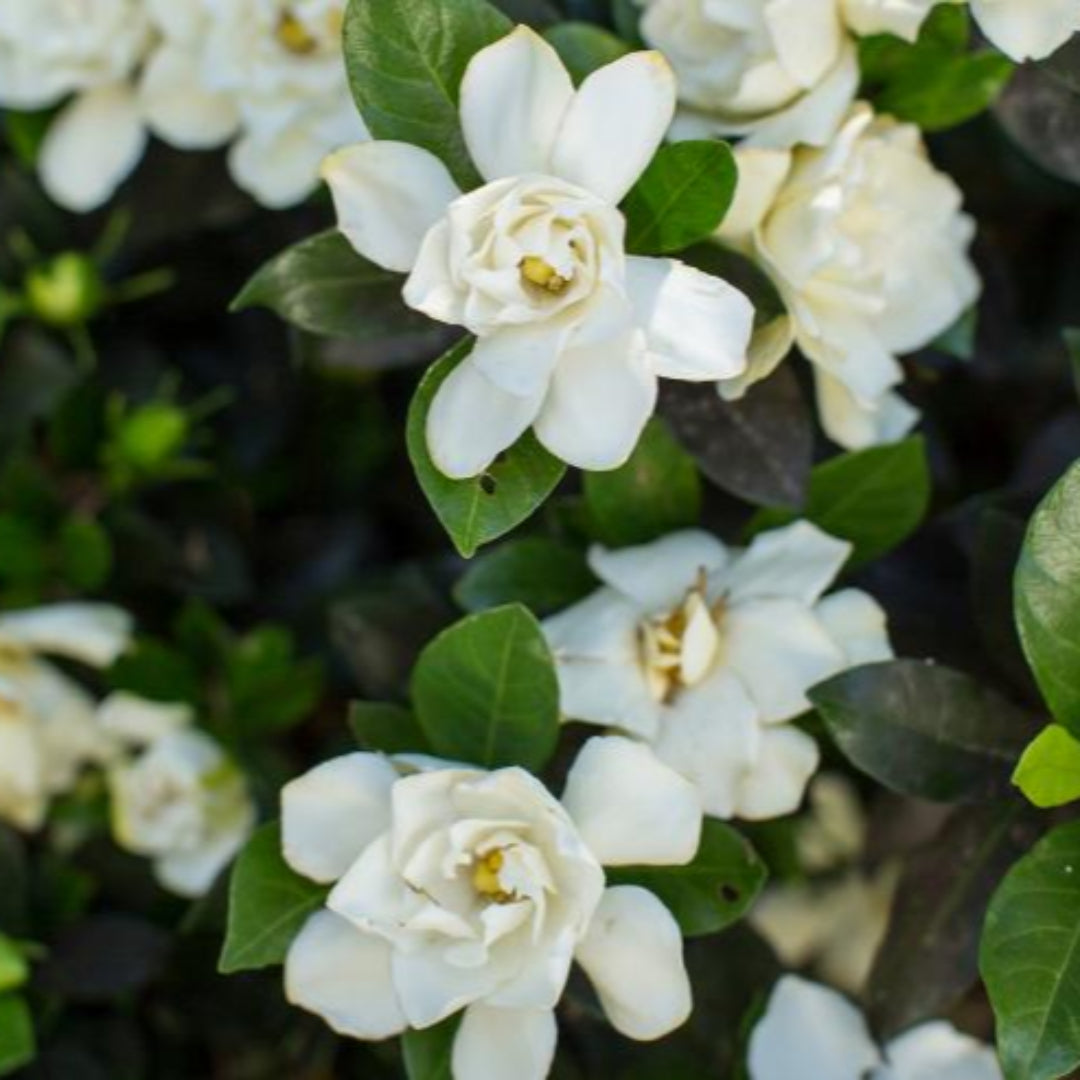 Echo Swan Maiden Gardenia