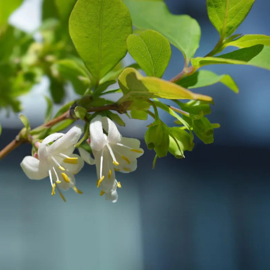 Honeysuckle white blooms