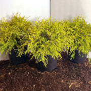 King's Gold Mop Cypress