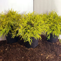 King's Gold Mop Cypress