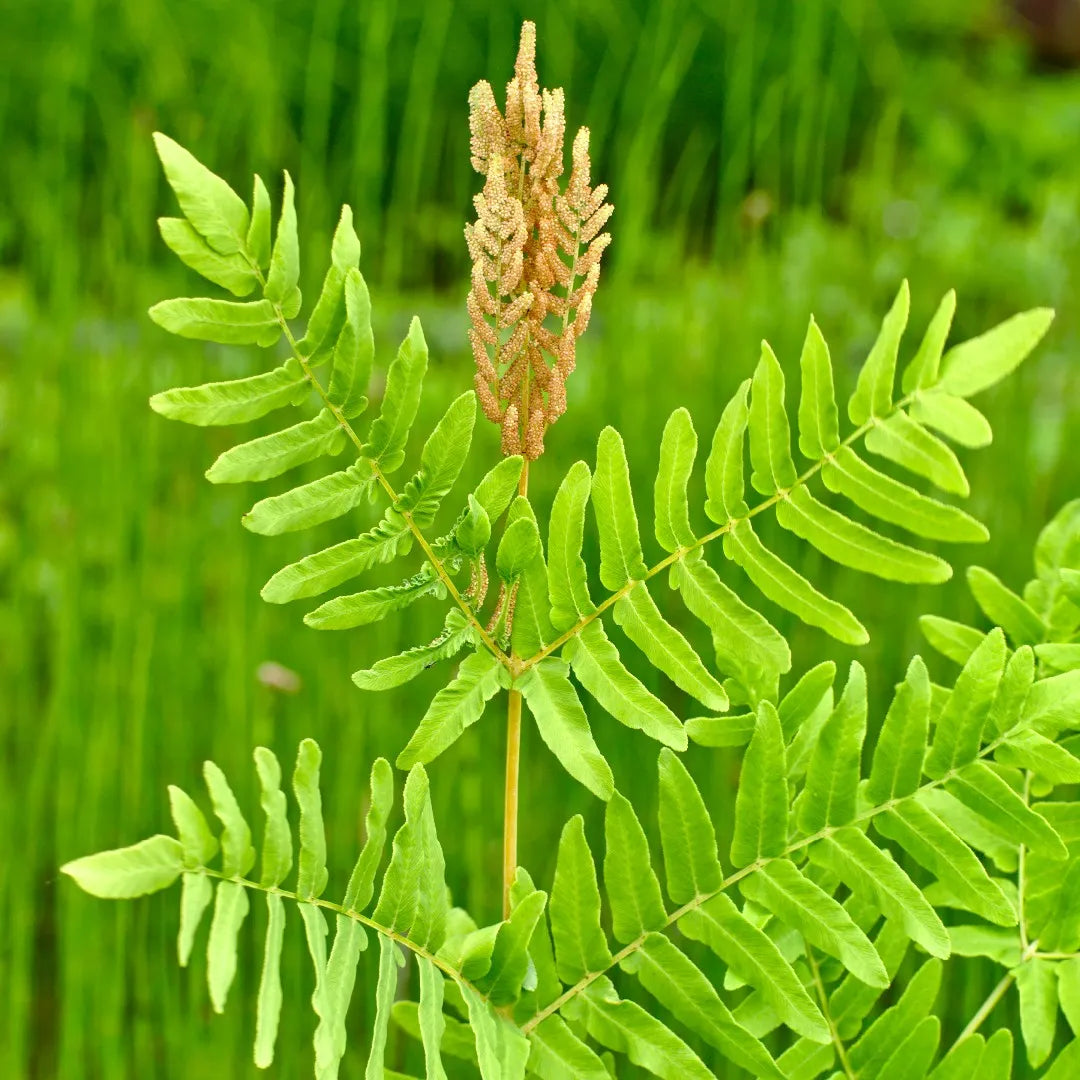 Osmunda Regalis Royal Fern - [CG]