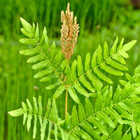 Young Royal Fern foliage view