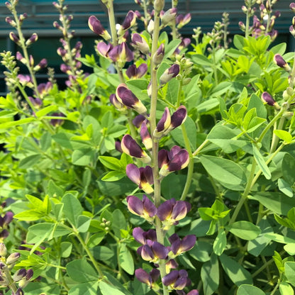 Baptisia Decadence Dutch Chocolate
