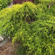 King's Gold Mop Cypress