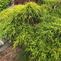 King's Gold Mop Cypress