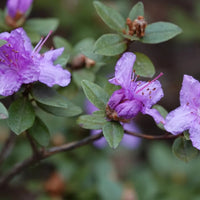 Ramapo Rhododendron